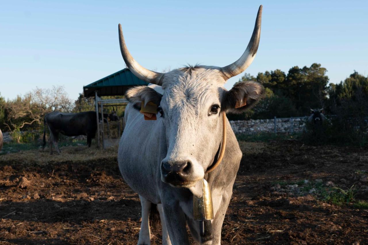 Donnapaola Modern Farm Villa อัลตามูรา ภายนอก รูปภาพ