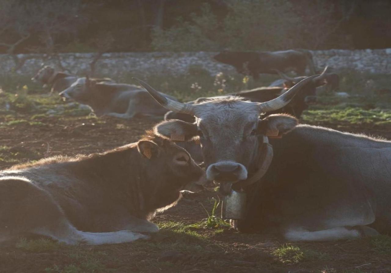 Donnapaola Modern Farm Villa อัลตามูรา ภายนอก รูปภาพ